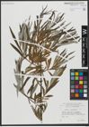 Foto von Salix viminalis L.